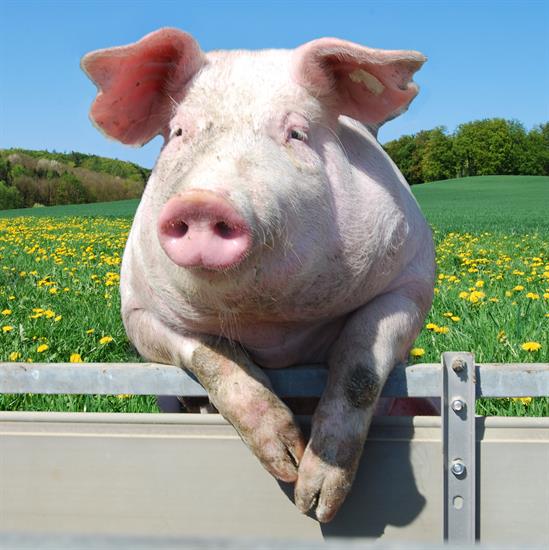 A Permanent Ban on Pork Barrel Spending | U.S. Representative Ralph Norman
